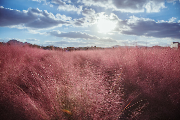 포토 JPG 주간 구름 공원 여행 꽃밭 하늘 한국 풍경 사람없음 야외 관광지 햇빛 가을풍경 맑음 가을 국내여행 핑크뮬리 국내포토 양주시 자연요소 식물 계절 공공시설 꽃 아시아 날씨 태양 경기도 파일형식 가을_계절