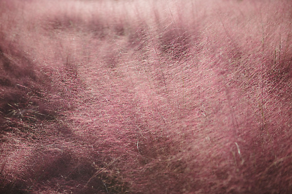 포토 JPG 주간 공원 여행 꽃밭 한국 풍경 사람없음 야외 관광지 가을풍경 맑음 가을 국내여행 핑크뮬리 국내포토 양주시 자연요소 식물 계절 공공시설 꽃 아시아 날씨 경기도 파일형식 가을_계절