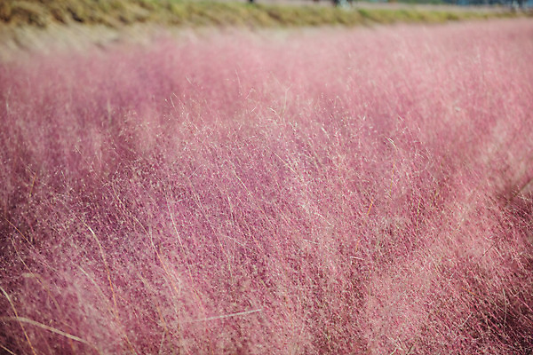 포토 JPG 주간 공원 여행 꽃밭 한국 풍경 사람없음 야외 아웃포커스 관광지 가을풍경 맑음 가을 국내여행 핑크뮬리 국내포토 양주시 자연요소 식물 계절 공공시설 꽃 아시아 날씨 촬영기법 경기도 파일형식 가을_계절