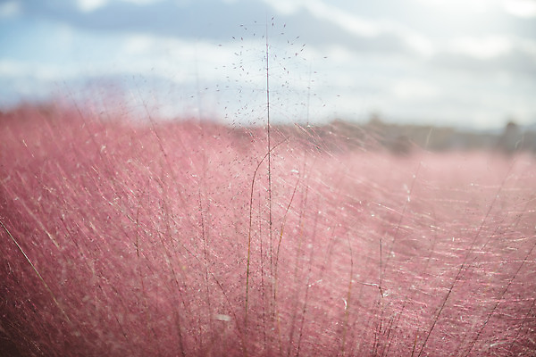 포토 JPG 주간 구름 공원 여행 꽃밭 하늘 한국 풍경 사람없음 야외 아웃포커스 관광지 가을풍경 맑음 가을 국내여행 핑크뮬리 국내포토 양주시 자연요소 식물 계절 공공시설 꽃 아시아 날씨 촬영기법 경기도 파일형식 가을_계절