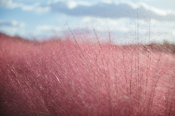 포토 JPG 주간 구름 공원 여행 꽃밭 하늘 한국 풍경 사람없음 야외 아웃포커스 관광지 가을풍경 맑음 가을 국내여행 핑크뮬리 국내포토 양주시 자연요소 식물 계절 공공시설 꽃 아시아 날씨 촬영기법 경기도 파일형식 가을_계절