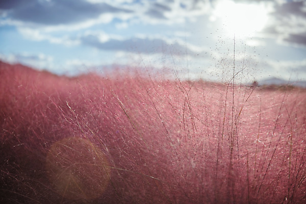 포토 JPG 주간 구름 공원 여행 꽃밭 하늘 한국 풍경 사람없음 야외 아웃포커스 관광지 가을풍경 맑음 가을 국내여행 핑크뮬리 국내포토 양주시 자연요소 식물 계절 공공시설 꽃 아시아 날씨 촬영기법 경기도 파일형식 가을_계절