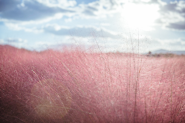 포토 JPG 주간 구름 공원 여행 꽃밭 하늘 한국 풍경 사람없음 야외 아웃포커스 관광지 햇빛 가을풍경 맑음 가을 국내여행 핑크뮬리 국내포토 양주시 자연요소 식물 계절 공공시설 꽃 아시아 날씨 촬영기법 태양 경기도 파일형식 가을_계절