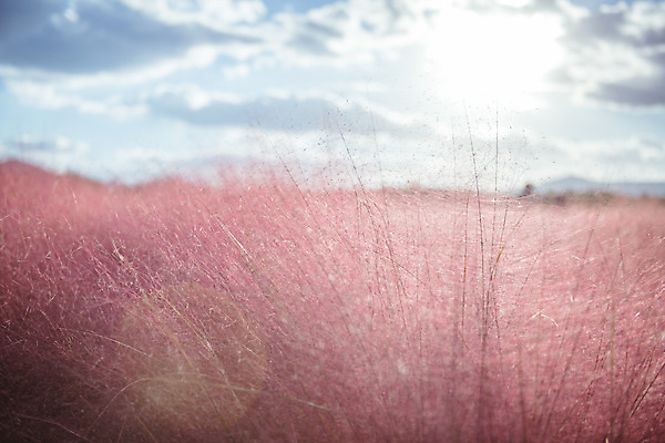 포토 JPG 주간 구름 공원 여행 꽃밭 하늘 한국 풍경 사람없음 야외 아웃포커스 관광지 햇빛 가을풍경 맑음 가을 국내여행 핑크뮬리 국내포토 양주시 자연요소 식물 계절 공공시설 꽃 아시아 날씨 촬영기법 태양 경기도 파일형식 가을_계절
