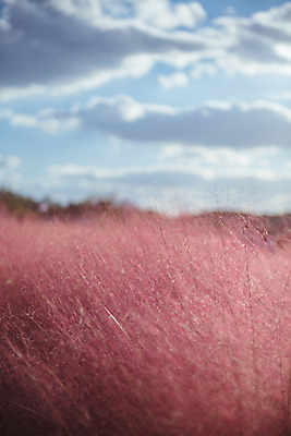 포토 JPG 주간 구름 공원 여행 꽃밭 하늘 한국 풍경 사람없음 야외 아웃포커스 관광지 햇빛 가을풍경 맑음 가을 국내여행 핑크뮬리 국내포토 양주시 자연요소 식물 계절 공공시설 꽃 아시아 날씨 촬영기법 태양 경기도 파일형식 가을_계절