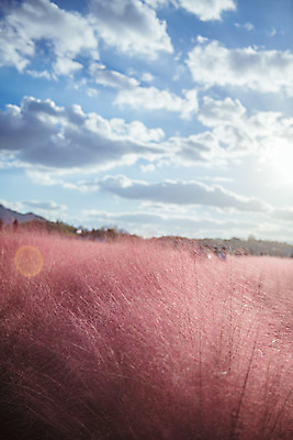 포토 JPG 주간 구름 공원 여행 꽃밭 하늘 한국 풍경 사람없음 야외 아웃포커스 관광지 햇빛 가을풍경 맑음 가을 국내여행 핑크뮬리 국내포토 양주시 자연요소 식물 계절 공공시설 꽃 아시아 날씨 촬영기법 태양 경기도 파일형식 가을_계절