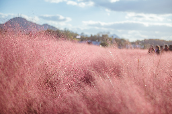 포토 JPG 주간 구름 공원 여행 꽃밭 하늘 한국 풍경 사람없음 야외 아웃포커스 관광지 가을풍경 맑음 가을 국내여행 핑크뮬리 국내포토 양주시 자연요소 식물 계절 공공시설 꽃 아시아 날씨 촬영기법 경기도 파일형식 가을_계절