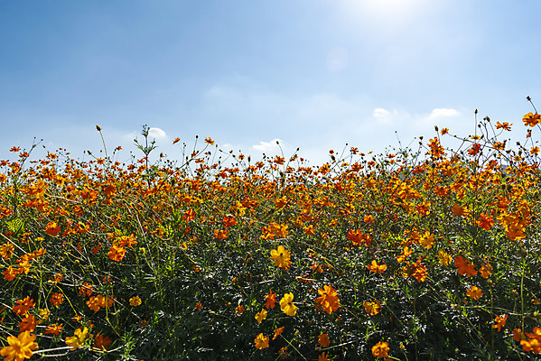 포토 JPG 주간 구름 꽃 여러송이 꽃밭 자연 하늘 한국 풍경 사람없음 야외 가을풍경 맑음 가을 코스모스 인천 황화코스모스 국내포토 자연요소 식물 계절 아시아 다수 날씨 생태계 파일형식 가을_계절