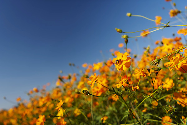 포토 JPG 주간 꽃 여러송이 꽃밭 자연 하늘 한국 풍경 사람없음 야외 아웃포커스 가을풍경 맑음 가을 코스모스 인천 황화코스모스 국내포토 자연요소 식물 계절 아시아 다수 날씨 촬영기법 생태계 파일형식 가을_계절
