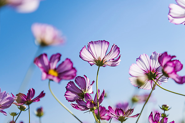 포토 JPG 주간 꽃 로우앵글 여러송이 꽃밭 자연 하늘 한국 풍경 사람없음 야외 아웃포커스 가을풍경 맑음 가을 코스모스 인천 국내포토 자연요소 식물 계절 아시아 뷰포인트 다수 날씨 촬영기법 생태계 파일형식 가을_계절
