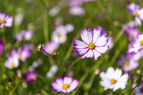 포토 JPG 주간 꽃 여러송이 꽃밭 자연 한국 풍경 사람없음 야외 아웃포커스 가을풍경 맑음 가을 코스모스 인천 국내포토 자연요소 식물 계절 아시아 다수 날씨 촬영기법 생태계 파일형식 가을_계절