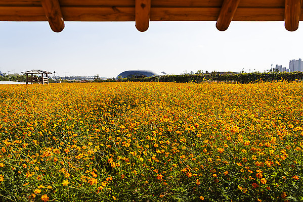 포토 JPG 주간 꽃 여러송이 꽃밭 자연 하늘 한국 풍경 사람없음 야외 가을풍경 맑음 가을 코스모스 인천 황화코스모스 국내포토 자연요소 식물 계절 아시아 다수 날씨 생태계 파일형식 가을_계절