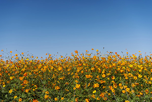 포토 JPG 주간 꽃 여러송이 꽃밭 자연 하늘 한국 풍경 사람없음 야외 가을풍경 맑음 가을 코스모스 인천 황화코스모스 국내포토 자연요소 식물 계절 아시아 다수 날씨 생태계 파일형식 가을_계절