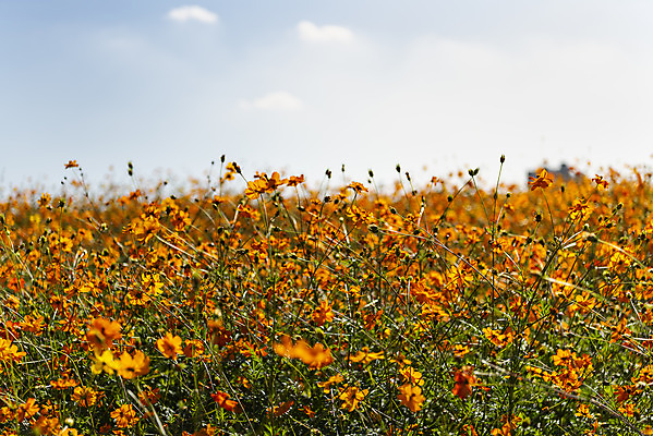 포토 JPG 주간 구름 꽃 여러송이 꽃밭 자연 하늘 한국 풍경 사람없음 야외 가을풍경 맑음 가을 코스모스 인천 황화코스모스 국내포토 자연요소 식물 계절 아시아 다수 날씨 생태계 파일형식 가을_계절