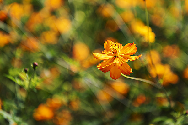 포토 JPG 주간 꽃 여러송이 꽃밭 자연 한국 풍경 근접촬영 사람없음 야외 아웃포커스 가을풍경 맑음 가을 코스모스 인천 황화코스모스 국내포토 자연요소 식물 계절 아시아 뷰포인트 다수 날씨 촬영기법 생태계 파일형식 가을_계절