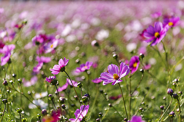 포토 JPG 주간 꽃 여러송이 꽃밭 자연 한국 풍경 사람없음 야외 아웃포커스 가을풍경 맑음 가을 코스모스 인천 국내포토 자연요소 식물 계절 아시아 다수 날씨 촬영기법 생태계 파일형식 가을_계절