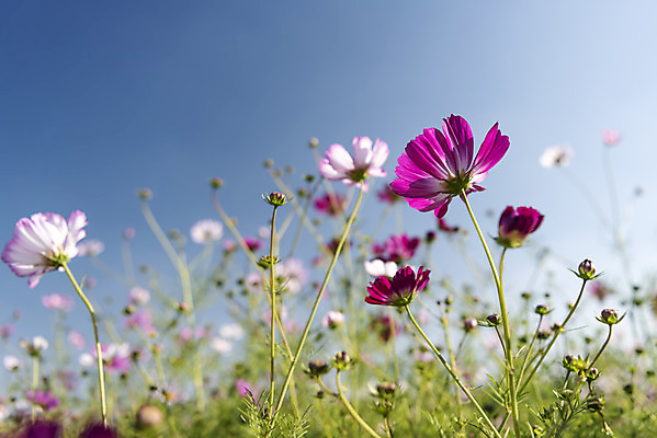 포토 JPG 주간 꽃 로우앵글 여러송이 꽃밭 자연 하늘 한국 풍경 사람없음 야외 가을풍경 맑음 가을 코스모스 인천 국내포토 자연요소 식물 계절 아시아 뷰포인트 다수 날씨 생태계 파일형식 가을_계절