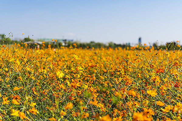 포토 JPG 주간 꽃 여러송이 꽃밭 자연 하늘 한국 풍경 사람없음 야외 가을풍경 맑음 가을 코스모스 인천 황화코스모스 국내포토 자연요소 식물 계절 아시아 다수 날씨 생태계 파일형식 가을_계절