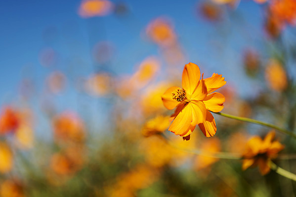 포토 JPG 주간 꽃 여러송이 꽃밭 자연 하늘 한국 풍경 사람없음 야외 아웃포커스 가을풍경 맑음 가을 코스모스 인천 황화코스모스 국내포토 자연요소 식물 계절 아시아 다수 날씨 촬영기법 생태계 파일형식 가을_계절