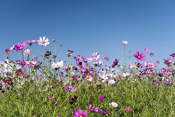 포토 JPG 주간 꽃 여러송이 꽃밭 자연 하늘 한국 풍경 사람없음 야외 가을풍경 맑음 가을 코스모스 인천 국내포토 자연요소 식물 계절 아시아 다수 날씨 생태계 파일형식 가을_계절