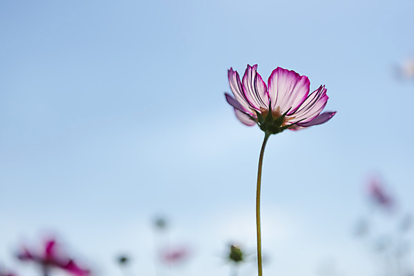 포토 JPG 주간 꽃 로우앵글 여러송이 꽃밭 자연 하늘 한국 풍경 사람없음 야외 가을풍경 맑음 가을 코스모스 인천 국내포토 자연요소 식물 계절 아시아 뷰포인트 다수 날씨 생태계 파일형식 가을_계절