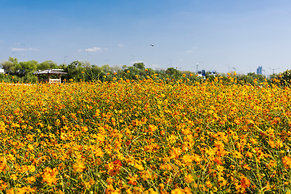 포토 JPG 주간 꽃 여러송이 꽃밭 자연 하늘 한국 풍경 사람없음 야외 가을풍경 맑음 가을 코스모스 인천 황화코스모스 국내포토 자연요소 식물 계절 아시아 다수 날씨 생태계 파일형식 가을_계절