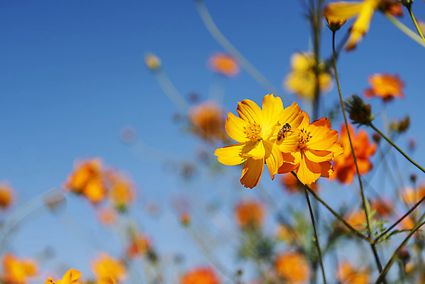 포토 JPG 주간 꽃 여러송이 꽃밭 자연 하늘 한국 풍경 사람없음 야외 아웃포커스 가을풍경 맑음 가을 코스모스 인천 황화코스모스 국내포토 자연요소 식물 계절 아시아 다수 날씨 촬영기법 생태계 파일형식 가을_계절