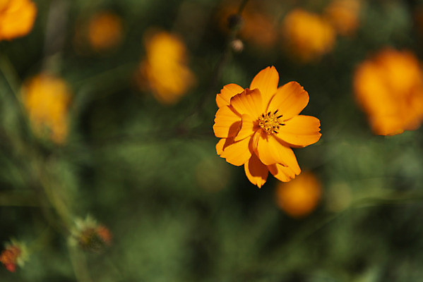 포토 JPG 주간 꽃 여러송이 꽃밭 자연 한국 풍경 사람없음 야외 아웃포커스 가을풍경 맑음 가을 코스모스 인천 황화코스모스 국내포토 자연요소 식물 계절 아시아 다수 날씨 촬영기법 생태계 파일형식 가을_계절