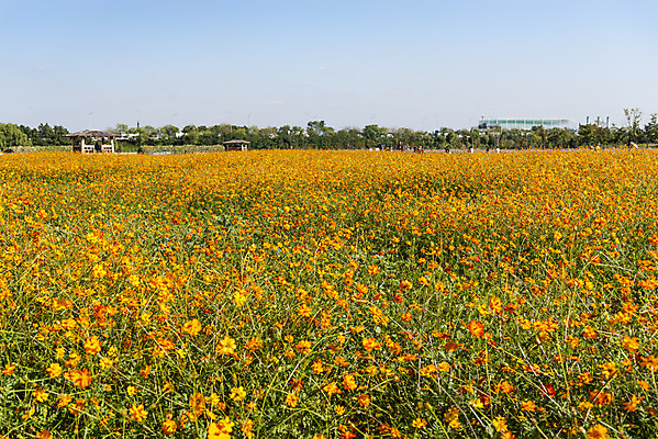 포토 JPG 주간 꽃 여러송이 꽃밭 자연 하늘 한국 풍경 사람없음 야외 가을풍경 맑음 가을 코스모스 인천 황화코스모스 국내포토 자연요소 식물 계절 아시아 다수 날씨 생태계 파일형식 가을_계절