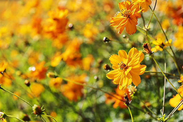 포토 JPG 주간 꽃 여러송이 꽃밭 자연 한국 풍경 사람없음 야외 아웃포커스 가을풍경 맑음 가을 코스모스 인천 황화코스모스 국내포토 자연요소 식물 계절 아시아 다수 날씨 촬영기법 생태계 파일형식 가을_계절
