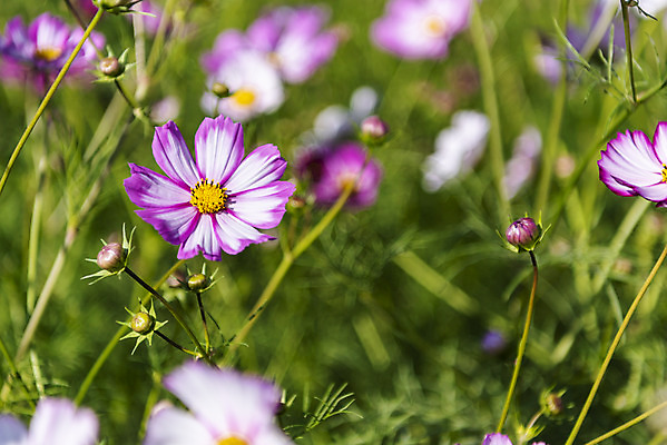 포토 JPG 주간 꽃 여러송이 꽃밭 자연 한국 풍경 사람없음 야외 아웃포커스 가을풍경 맑음 가을 코스모스 인천 국내포토 자연요소 식물 계절 아시아 다수 날씨 촬영기법 생태계 파일형식 가을_계절