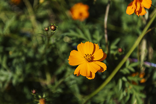 포토 JPG 주간 꽃 여러송이 꽃밭 자연 한국 풍경 사람없음 야외 아웃포커스 가을풍경 맑음 가을 코스모스 인천 황화코스모스 국내포토 자연요소 식물 계절 아시아 다수 날씨 촬영기법 생태계 파일형식 가을_계절