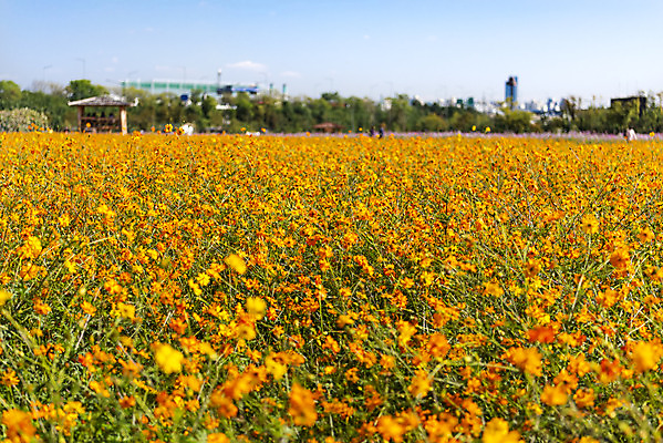 포토 JPG 주간 꽃 여러송이 꽃밭 자연 하늘 한국 풍경 사람없음 야외 가을풍경 맑음 가을 코스모스 인천 황화코스모스 국내포토 자연요소 식물 계절 아시아 다수 날씨 생태계 파일형식 가을_계절