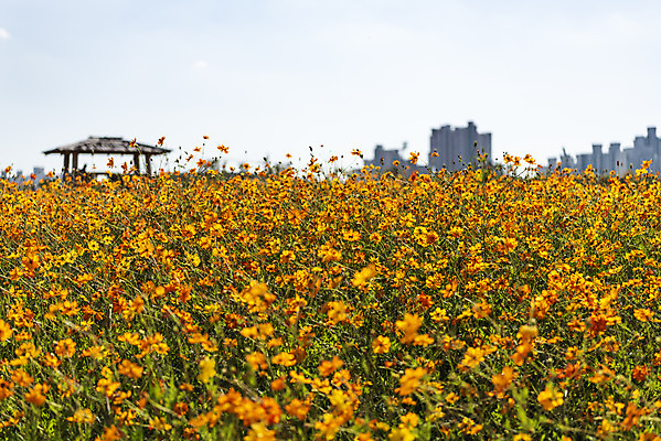 포토 JPG 주간 꽃 여러송이 꽃밭 자연 하늘 한국 풍경 사람없음 야외 가을풍경 맑음 가을 코스모스 인천 황화코스모스 국내포토 자연요소 식물 계절 아시아 다수 날씨 생태계 파일형식 가을_계절