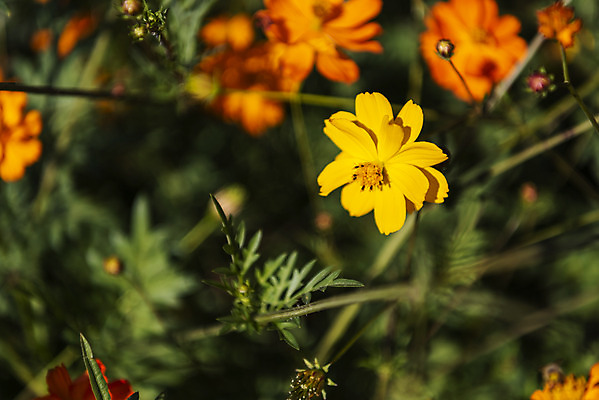 포토 JPG 주간 꽃 여러송이 꽃밭 자연 한국 풍경 사람없음 야외 아웃포커스 가을풍경 맑음 가을 코스모스 인천 황화코스모스 국내포토 자연요소 식물 계절 아시아 다수 날씨 촬영기법 생태계 파일형식 가을_계절