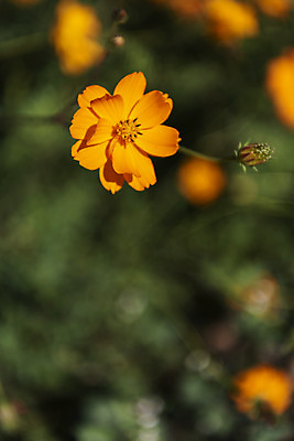 포토 JPG 주간 꽃 여러송이 꽃밭 자연 한국 풍경 사람없음 야외 아웃포커스 가을풍경 맑음 가을 코스모스 인천 황화코스모스 국내포토 자연요소 식물 계절 아시아 다수 날씨 촬영기법 생태계 파일형식 가을_계절