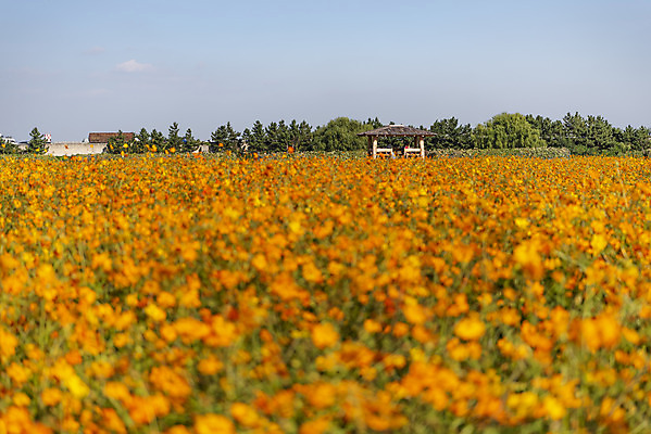 포토 JPG 주간 꽃 여러송이 꽃밭 자연 하늘 한국 풍경 사람없음 야외 아웃포커스 가을풍경 맑음 가을 코스모스 인천 황화코스모스 국내포토 자연요소 식물 계절 아시아 다수 날씨 촬영기법 생태계 파일형식 가을_계절