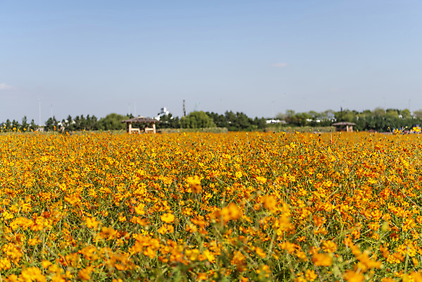 포토 JPG 주간 꽃 여러송이 꽃밭 자연 하늘 한국 풍경 사람없음 야외 아웃포커스 가을풍경 맑음 가을 코스모스 인천 황화코스모스 국내포토 자연요소 식물 계절 아시아 다수 날씨 촬영기법 생태계 파일형식 가을_계절