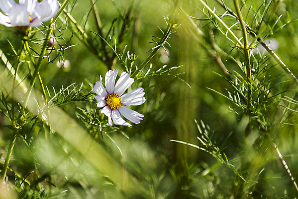 포토 JPG 주간 꽃 여러송이 꽃밭 자연 한국 풍경 사람없음 야외 아웃포커스 가을풍경 맑음 가을 코스모스 인천 국내포토 자연요소 식물 계절 아시아 다수 날씨 촬영기법 생태계 파일형식 가을_계절