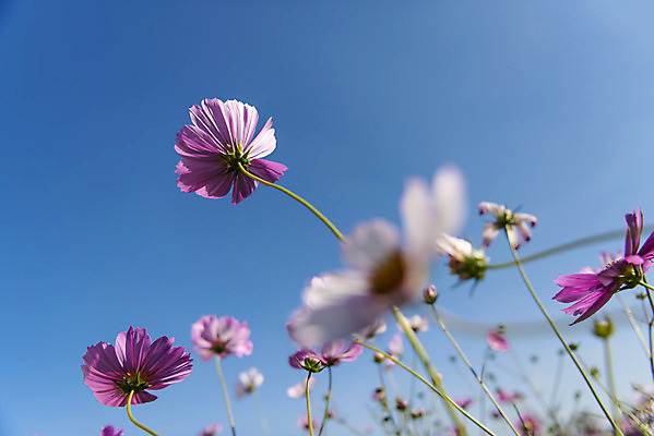 포토 JPG 주간 꽃 로우앵글 여러송이 꽃밭 자연 하늘 한국 풍경 사람없음 야외 아웃포커스 가을풍경 맑음 가을 코스모스 인천 국내포토 자연요소 식물 계절 아시아 뷰포인트 다수 날씨 촬영기법 생태계 파일형식 가을_계절