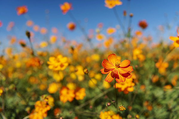 포토 JPG 주간 꽃 여러송이 꽃밭 자연 하늘 한국 풍경 사람없음 야외 아웃포커스 가을풍경 맑음 가을 코스모스 인천 황화코스모스 국내포토 자연요소 식물 계절 아시아 다수 날씨 촬영기법 생태계 파일형식 가을_계절