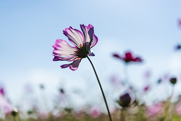 포토 JPG 주간 꽃 여러송이 꽃밭 자연 하늘 한국 풍경 사람없음 야외 아웃포커스 가을풍경 맑음 가을 코스모스 인천 국내포토 자연요소 식물 계절 아시아 다수 날씨 촬영기법 생태계 파일형식 가을_계절