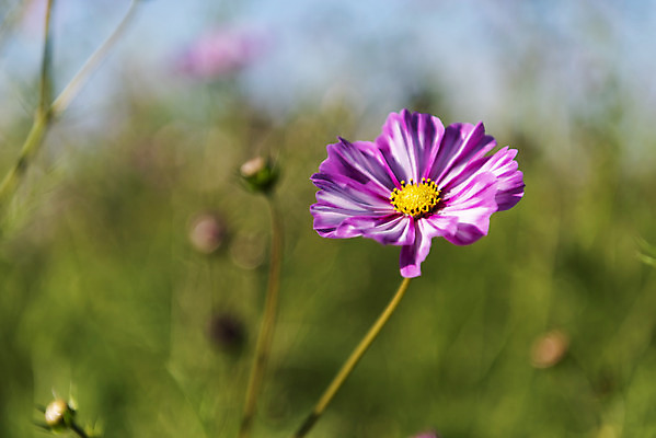 포토 JPG 주간 꽃 꽃밭 한송이 자연 한국 풍경 사람없음 야외 아웃포커스 가을풍경 맑음 가을 코스모스 인천 국내포토 자연요소 식물 1 계절 아시아 날씨 촬영기법 생태계 송이 파일형식 가을_계절