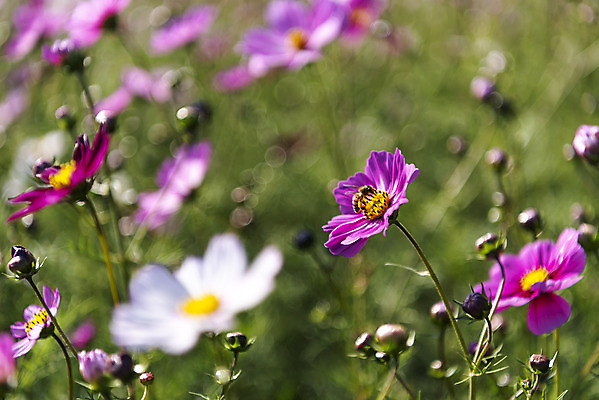 포토 JPG 주간 꽃 여러송이 꽃밭 자연 한국 풍경 사람없음 야외 아웃포커스 가을풍경 맑음 가을 코스모스 인천 국내포토 자연요소 식물 계절 아시아 다수 날씨 촬영기법 생태계 파일형식 가을_계절