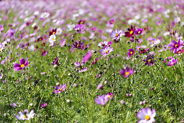 포토 JPG 주간 꽃 여러송이 꽃밭 자연 한국 풍경 사람없음 야외 아웃포커스 가을풍경 맑음 가을 코스모스 인천 국내포토 자연요소 식물 계절 아시아 다수 날씨 촬영기법 생태계 파일형식 가을_계절