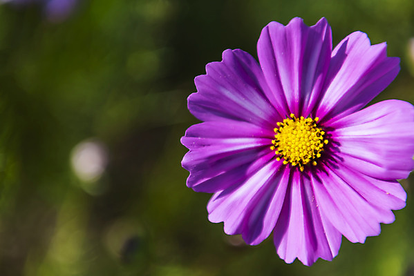 포토 JPG 주간 꽃 꽃밭 한송이 자연 한국 풍경 근접촬영 사람없음 야외 아웃포커스 가을풍경 맑음 가을 코스모스 인천 국내포토 자연요소 식물 1 계절 아시아 뷰포인트 날씨 촬영기법 생태계 송이 파일형식 가을_계절