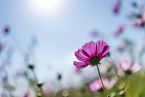 포토 JPG 주간 꽃 로우앵글 여러송이 꽃밭 자연 하늘 한국 풍경 사람없음 야외 아웃포커스 햇빛 가을풍경 맑음 가을 코스모스 인천 국내포토 자연요소 식물 계절 아시아 뷰포인트 다수 날씨 촬영기법 태양 생태계 파일형식 가을_계절