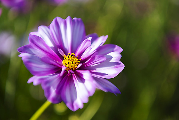 포토 JPG 주간 꽃 꽃밭 한송이 자연 한국 풍경 근접촬영 사람없음 야외 아웃포커스 가을풍경 맑음 가을 코스모스 인천 국내포토 자연요소 식물 1 계절 아시아 뷰포인트 날씨 촬영기법 생태계 송이 파일형식 가을_계절
