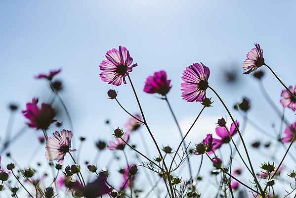 포토 JPG 주간 꽃 로우앵글 여러송이 꽃밭 자연 하늘 한국 풍경 사람없음 야외 아웃포커스 가을풍경 맑음 가을 코스모스 인천 국내포토 자연요소 식물 계절 아시아 뷰포인트 다수 날씨 촬영기법 생태계 파일형식 가을_계절