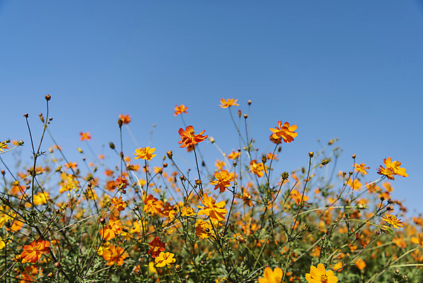 포토 JPG 주간 꽃 여러송이 꽃밭 자연 하늘 한국 풍경 사람없음 야외 가을풍경 맑음 가을 코스모스 인천 황화코스모스 국내포토 자연요소 식물 계절 아시아 다수 날씨 생태계 파일형식 가을_계절